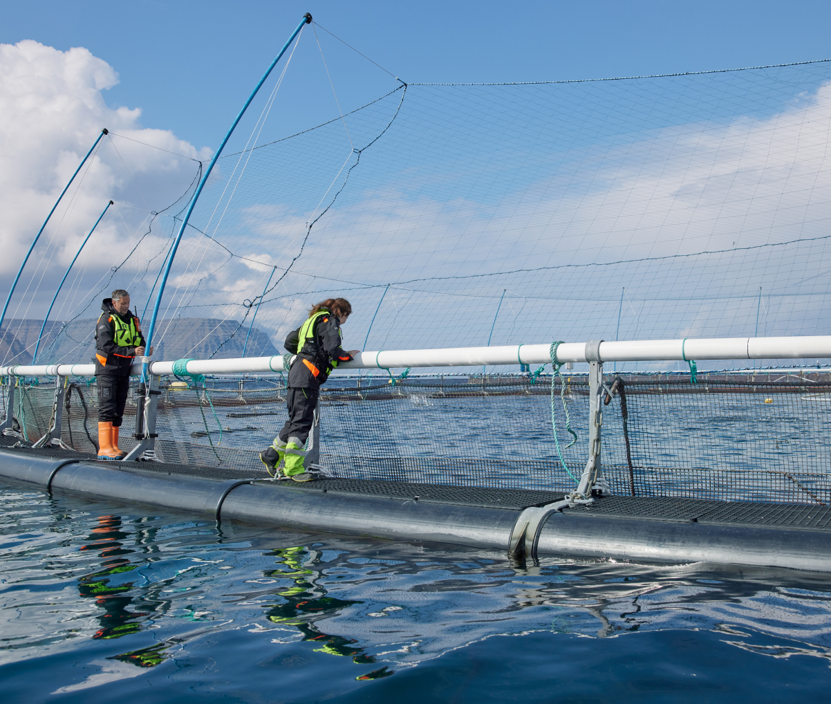 Image of Icelandic Salmon (3%)